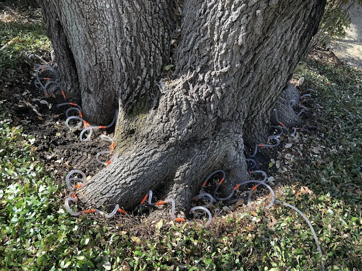 Detailed Tree Cabling and Bracing job site in Jackson Center