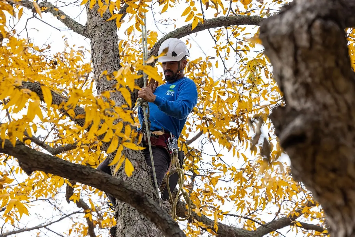 Skilled Tree Pruning crew working in Jackson Center