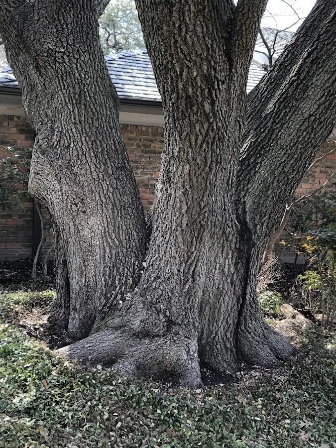 Mature heritage tree close to a Jackson Center property cared for by certified arborists